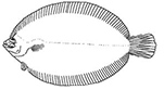 Microstomus kitt_claves.jpg
